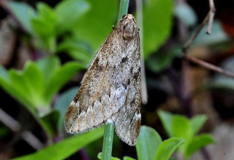 4 bruco di Geometridae da det.